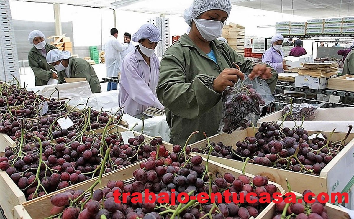 Supermercado Nacional Solicita Personal Para Limpiar y Embolsar FRUTAS SELECCIONADAS desde casa PAGOS DIARIOS
