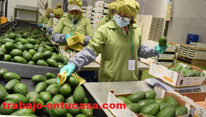 Se Necesita Urgente Personal Para Seleccionar y Desinfectar Frutas y Verduras 1029 Vacantes en cada Ciudad